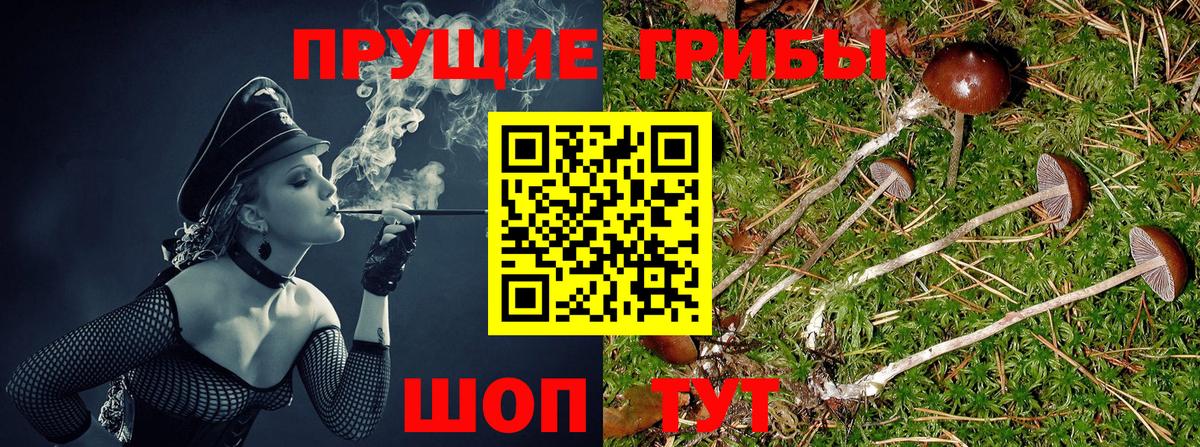 Псилоцибиновые грибы Cubensis Назрань